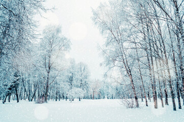 Winter landscape with falling snow, winter park in cloudy day, winter scene with snowfall