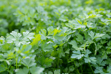 Naklejka premium Morning field of a fresh parsley leaves
