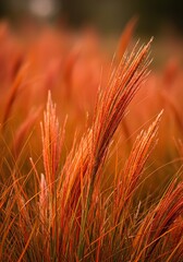 Vibrant flame grass in peak autumn color, showcasing its fiery reddish-orange plumes glowing against a soft background, perfect for seasonal themes ,plant ,light ,growth