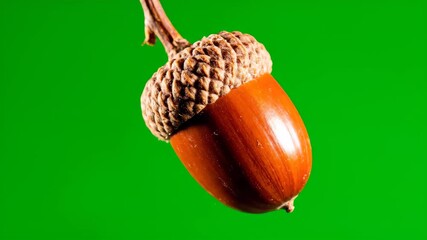 Close-up shot of a single acorn with a brown cap and a smooth, shiny body against a green background.