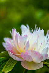 White tulip with pink stripes blooming in a beautiful spring garden