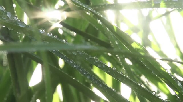 Drops of Water on Grass Stems. The camera slowly moves along the tall grass through which the sun shines. A lawn watering system creates a cloud of sparkling water drops