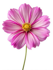 Fototapeta premium Close-up of a pink cosmos flower with yellow center, isolated