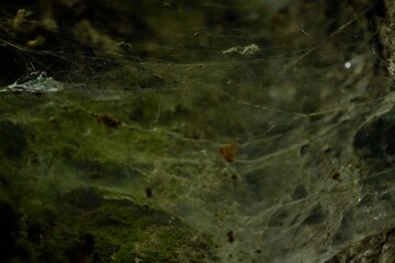 A spider web in the hollow of a tree