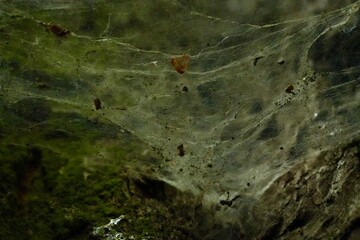 A spider web in the hollow of a tree