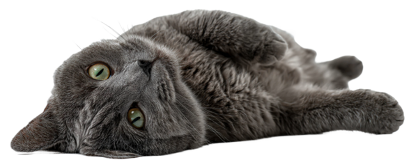 Grey domestic cat lying on back, belly up, with curious green eyes gazing