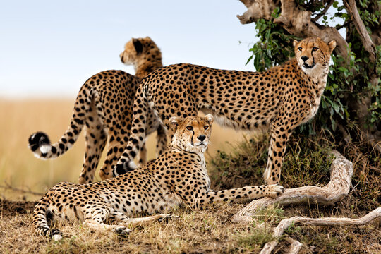 Cheetah mother and two older cubs, Masai Mara, Kenya