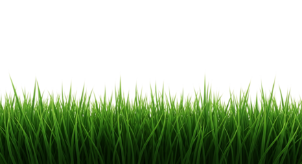 Close up of green grass blades isolated on transparent background