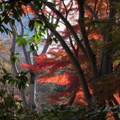 紅葉