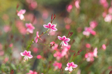 View of pink gaura flower field