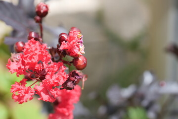 サルスベリの花と蕾