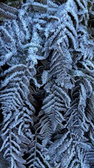 fern in snow