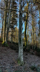 autumn in the forest