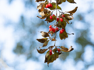 サンシュの赤い実と枯れ葉