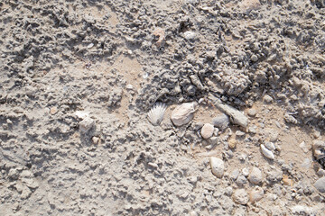 Shell trapped in the sandstone in Palermo, Italy