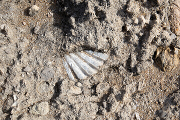 Shell trapped in the sandstone in Palermo, Italy