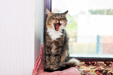 Pet stretching on pink towel by window, Cute tabby cat meowing or stretching in sunlight