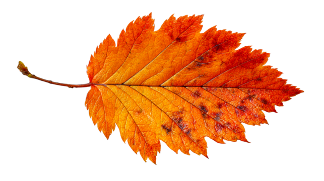 Vibrant autumn leaf with serrated edges and dark spots, showcasing fall colors and textures for seasonal use in nature and botanical content.