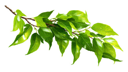 Vibrant green leaves unfurl from a woody branch, showcasing natural growth and botanical beauty for spring or summer foliage themes.