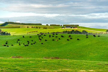 A Panoramic View of Numerous Cattle Grazing Across Vibrant Green Rolling Hills Under a Bright, Cloud-Dotted Sky