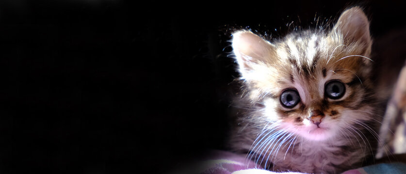 Close-up portrait of cute, furry cat, looking at camera on black background. Funny little kitten, tabby cat. Banner with space for text.