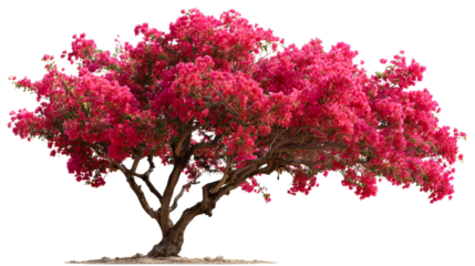 Vibrant pink bougainvillea tree with gnarled branches and textured trunk, perfect for landscape design, garden inspiration, and tropical themes.