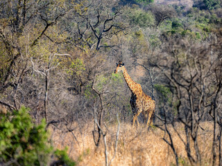 Giraffe
