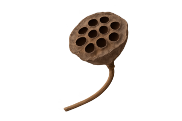 Brown dried lotus seed pod with multiple hollow holes on curved stem