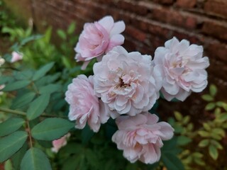 Rosa chinensis is a true rose species and is the ancestor of many modern hybrid roses, contributing the repeat flowering trait.