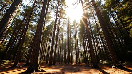 A hyperrealistic portrayal of a sun-drenched forest clearing, towering trees with detailed bark textures, soft volumetric light, rich earthy tones, naturalistic photography style, wide-angle lens