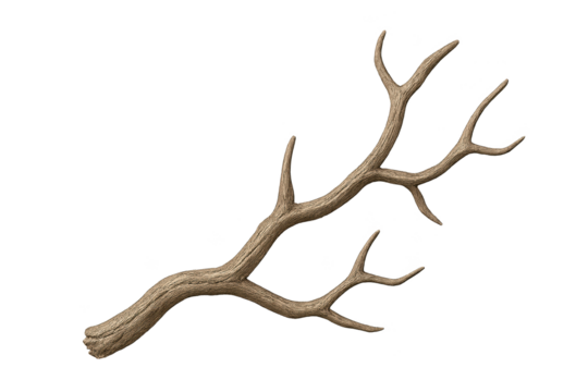 Weathered brown tree branch with several offshoots on transparent background