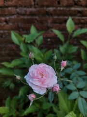 Rosa chinensis is a true rose species and is the ancestor of many modern hybrid roses, contributing the repeat flowering trait.