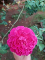 Rosa chinensis is a true rose species and is the ancestor of many modern hybrid roses, contributing the repeat flowering trait.