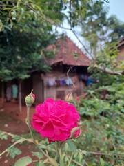 Rosa chinensis is a true rose species and is the ancestor of many modern hybrid roses, contributing the repeat flowering trait.