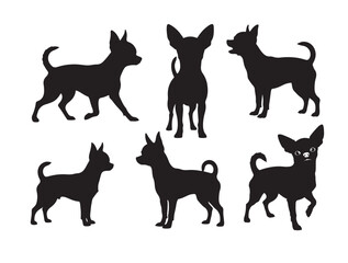 Group image of Chihuahua dog in standing style white background.