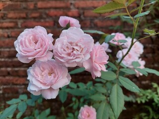 Rosa chinensis is a true rose species and is the ancestor of many modern hybrid roses, contributing the repeat flowering trait.