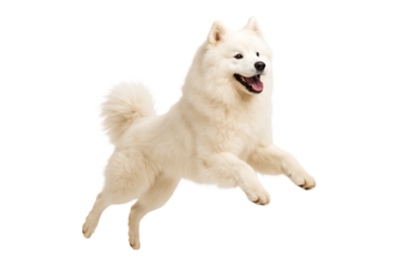 Playful White Samoyed Dog Joyfully Jumping in Mid Air Isolated on a Transparent Background