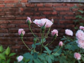 Rosa chinensis is a true rose species and is the ancestor of many modern hybrid roses, contributing the repeat flowering trait.