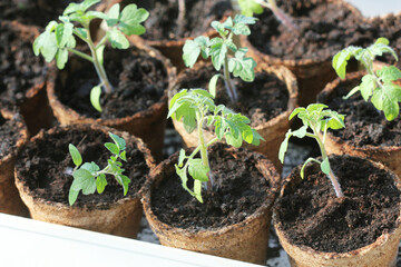 Young seedlings before planting in the ground. Seedlings of  tomatoes in pots  