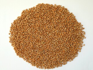 Dry grain for baking bread and rolls.
