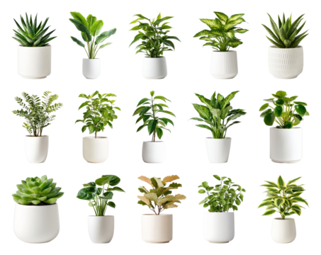 PNG Vibrant potted plants collection, element set on transparent background