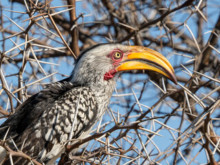 Naklejka premium Gelbschnabeltoko