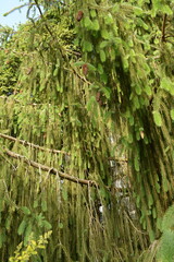 A large beautiful green spruce tree close-up in the forest
