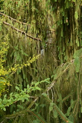 Close-up of the spreading branches of a beautiful green spruce