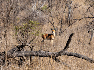 Obraz premium Steinböckchen