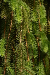 Close-up of lush green spruce branches