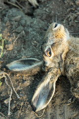 Wild hare, hunting trophy against the background of green autumn grass