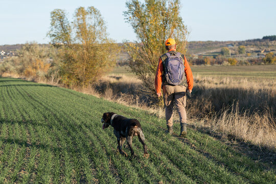 A hunter with a gun and his pet dogs. A spaniel and a german wirehaired pointer drathaar in search of a pheasant.
