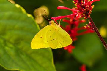 Cloudless Sulphur Butterfly on a Firespike plant © Tracy