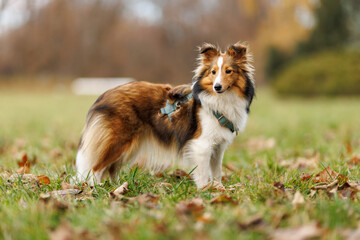 Young shetland sheepdog in harness standing on grass